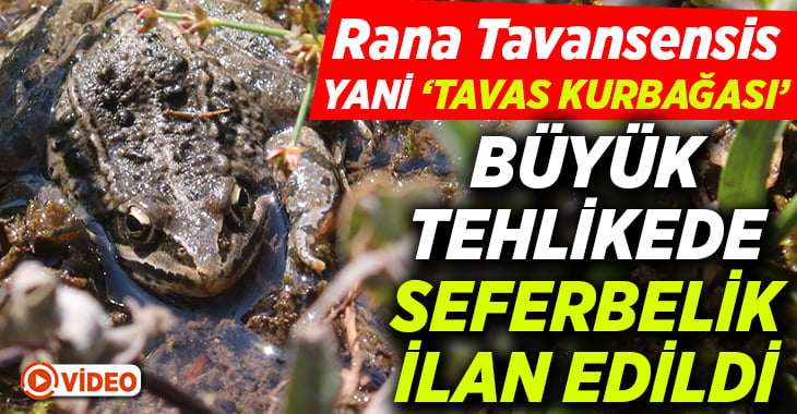 Rana Tavansensis kurbağası için Denizli’de seferberlik ilan edildi