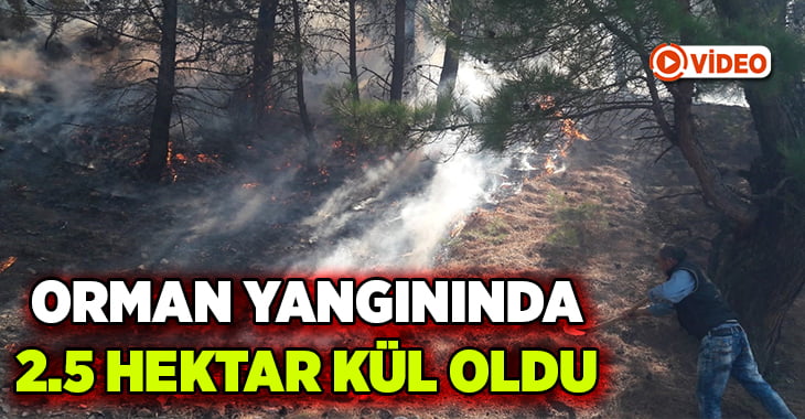 Buldan’da 2,5 hektarlık ormanlık alan yandı