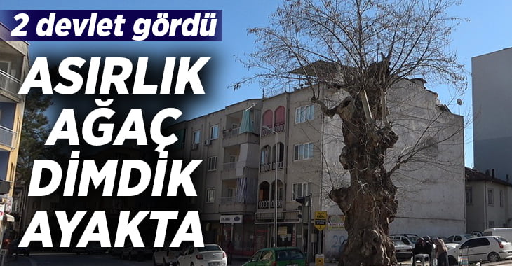 Asırlık çınar ağacı 2 devlet gördü ama yıkılmadı