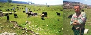 Antik kentte hayvanlarını otlatan çobandan ilginç açıklama