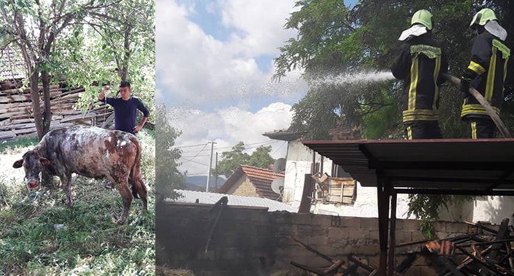 Bozkurt’ta samanlık yangını paniğe neden oldu, inek telef olmaktan kurtarıldı
