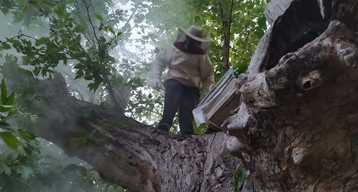 Çiftçilere saldıran 2 bin 500 arı 2 saatlik uğraşla kovanlara alındı