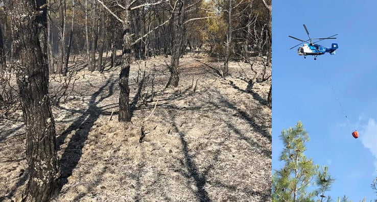 Orman yangınında 6 hektar alan zarar gördü