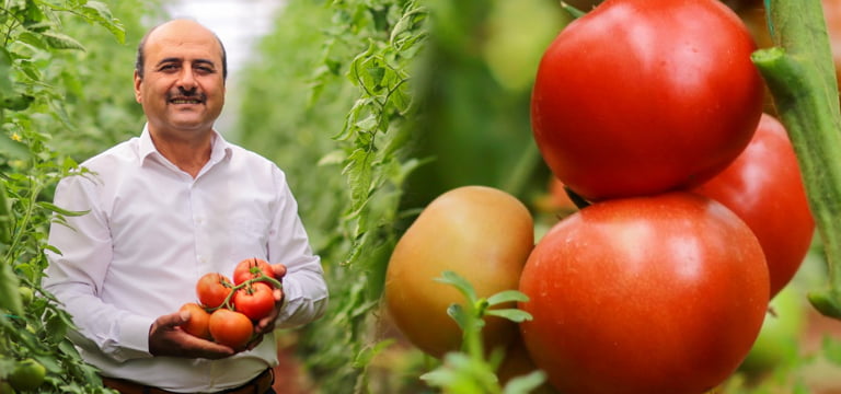 Çal’da domates hasadı başladı, problem ise pazarlama