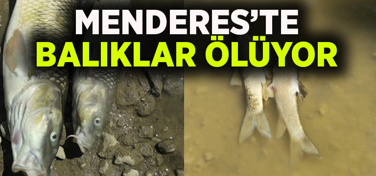 Menderes’te balıklar ölüyor