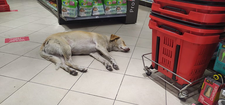 Sokak hayvanları da sıcağa dayanamıyor, markete sığındı