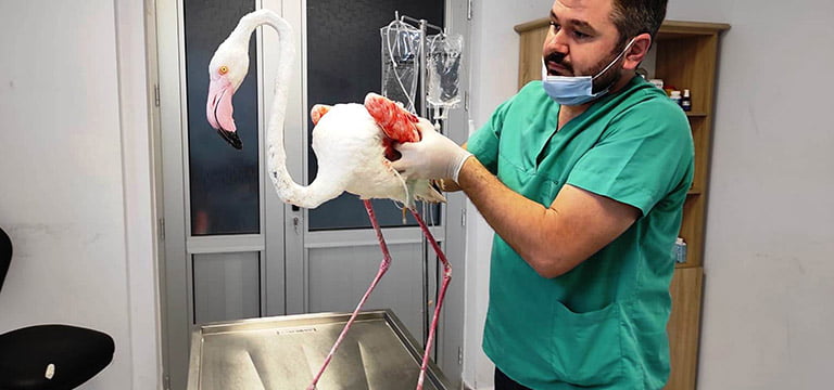 Çardak’ta kurtarılan flamingo sağlığına kavuştu