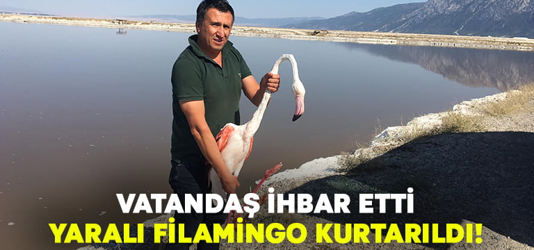 Vatandaş İhbar Etti Yaralı Flamingo Kurtarıldı