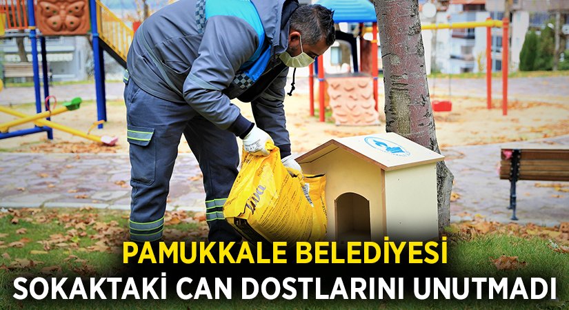 Pamukkale Belediyesi sokaktaki can dostlarını unutmadı