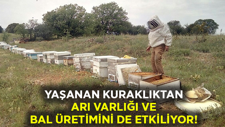 Yaşanan kuraklıktan arı varlığı ve bal üretimi de etkiliyor!