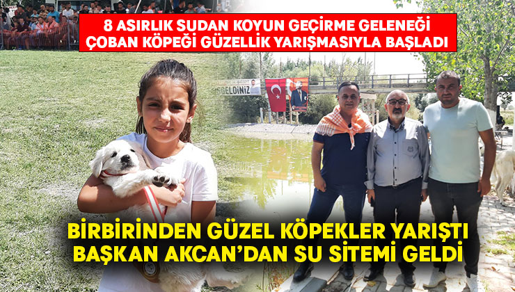 8 Asırlık gelenek çoban köpeği güzellik yarışmasıyla başladı.. Başkan Akcan’dan su sitemi geldi