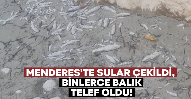 Menderes’te sular çekildi, binlerce balık telef oldu!