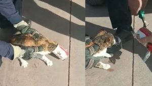 Kafasına konserve kutusu sıkışan kediyi itfaiye kurtardı
