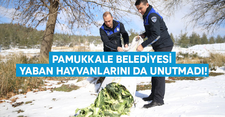 Pamukkale Belediyesi yaban hayvanlarını da unutmadı!