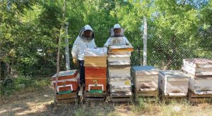 Havalar geç ısınınca arıların oğul dönemi Temmuz’a kaydı