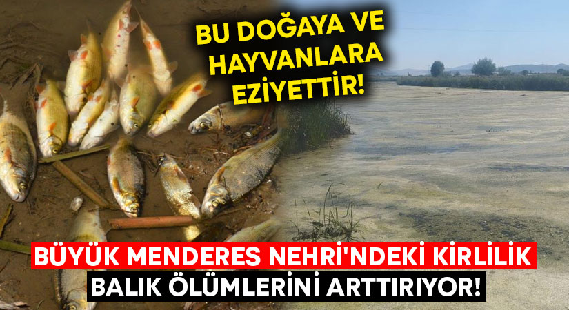 Büyük Menderes Nehri’ndeki kirlilik balık ölümlerini arttırıyor!